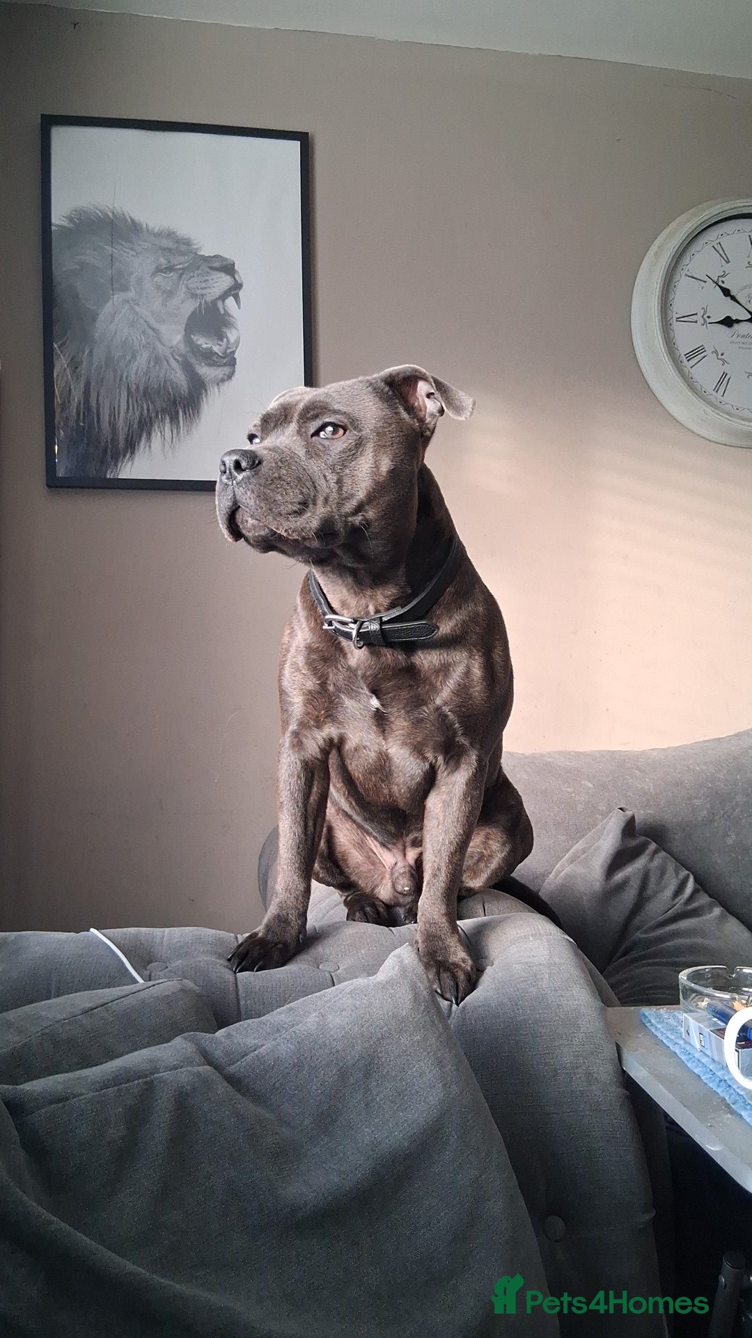 Mixed Breed dogs for sale: 5 staff x cockapoo pups  - Advert 33