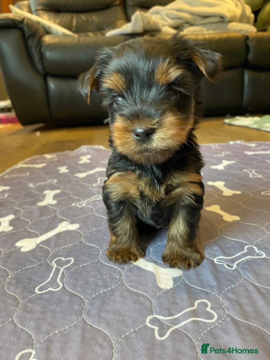 Yorkshire Terrier dogs for sale: KC Registered Yorkshire Terrier Puppies  - Advert 2