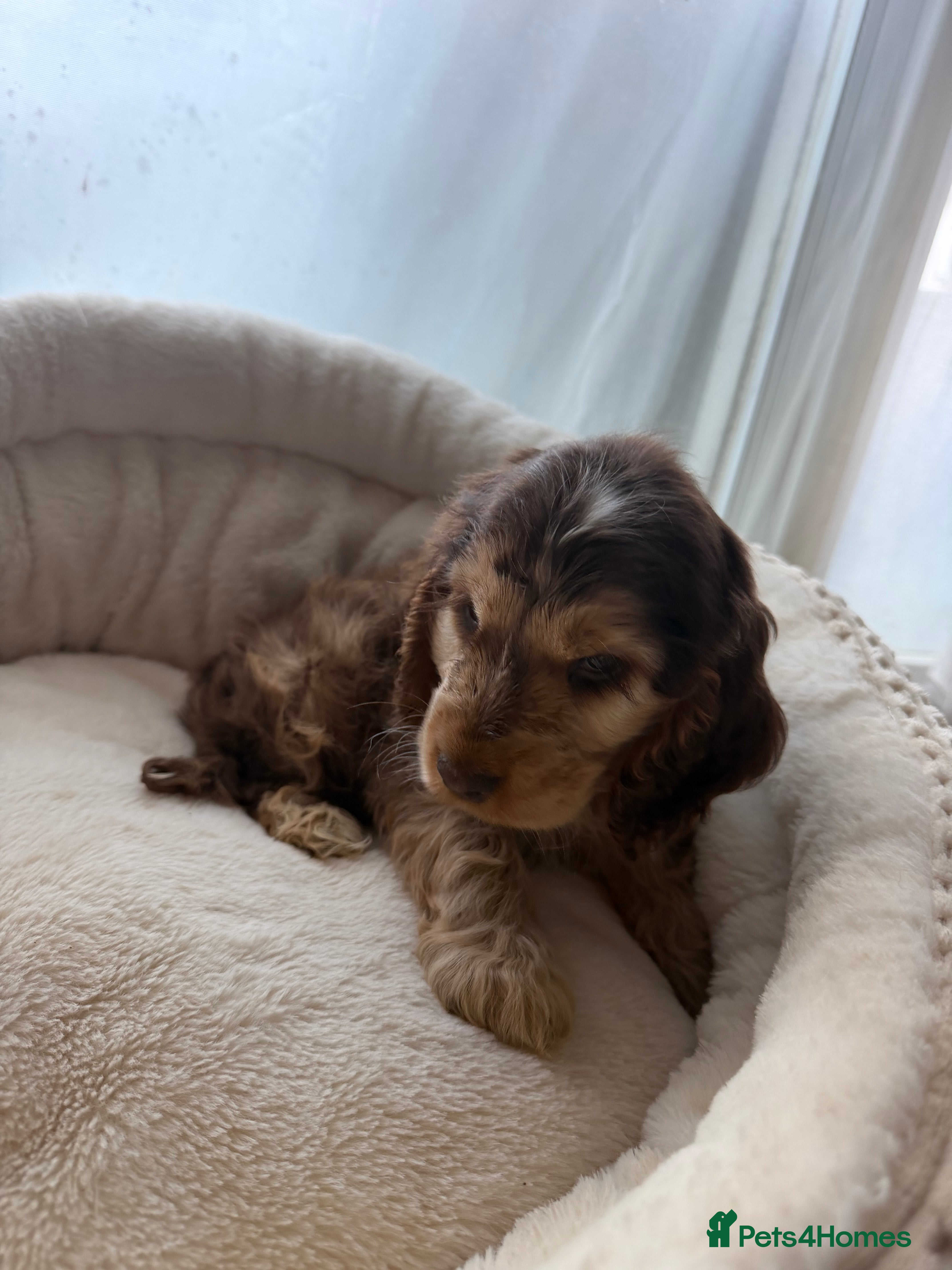 Cocker Spaniel dogs (1) Rehoming Show type cocker spaniel boy - Advert 7
