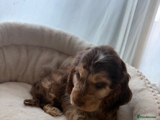 Cocker Spaniel dogs Rehoming Show type cocker spaniel boy - Advert 10