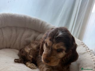 Cocker Spaniel dogs (1) Rehoming Show type cocker spaniel boy - Advert 12