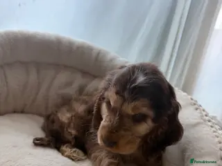Cocker Spaniel dogs (1) Rehoming Show type cocker spaniel boy - Advert 9