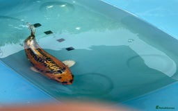 Koi Carp fish for sale: Koi Carp - Image 9