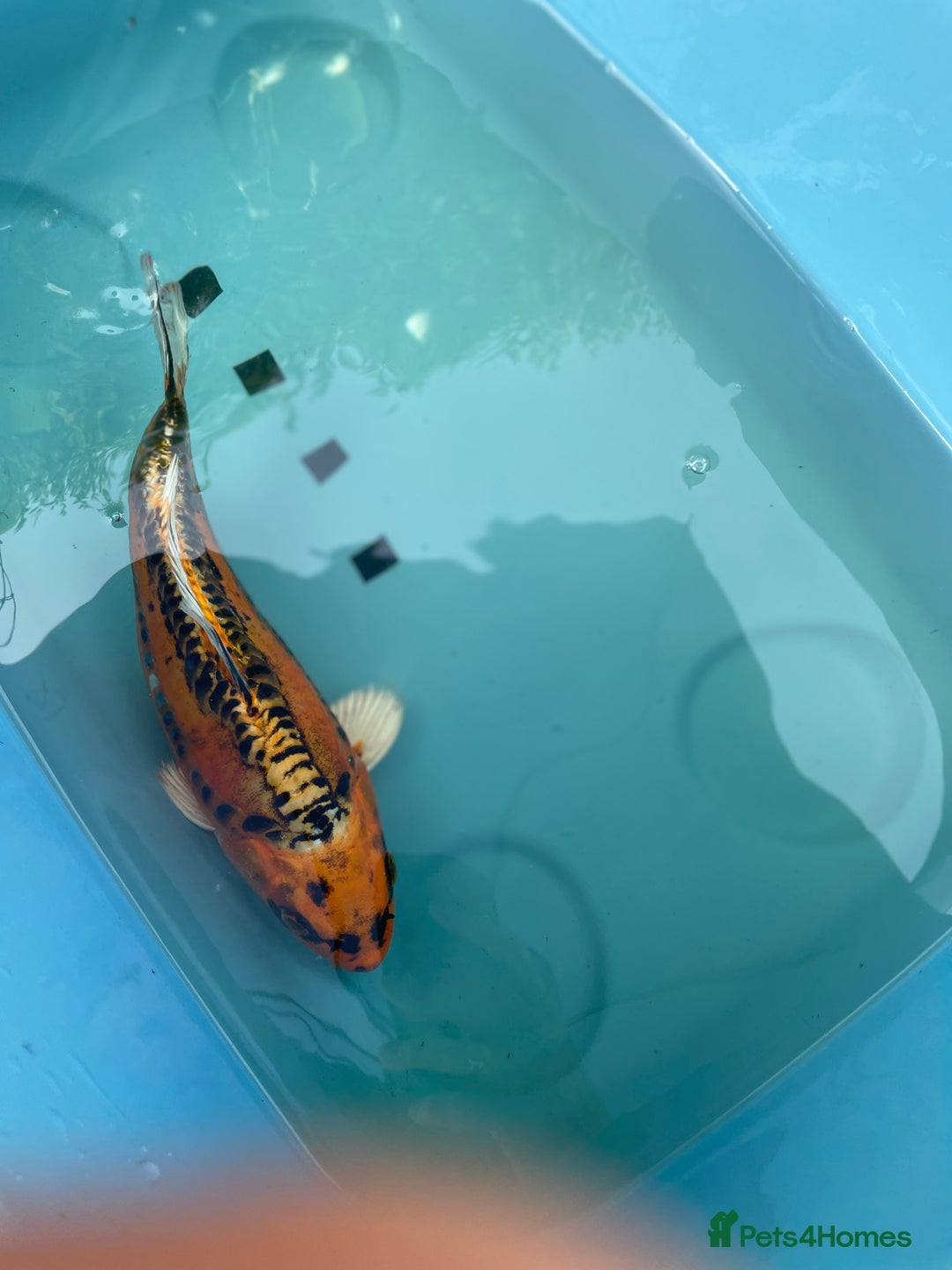 Koi Carp fish for sale: Koi Carp - Image 9