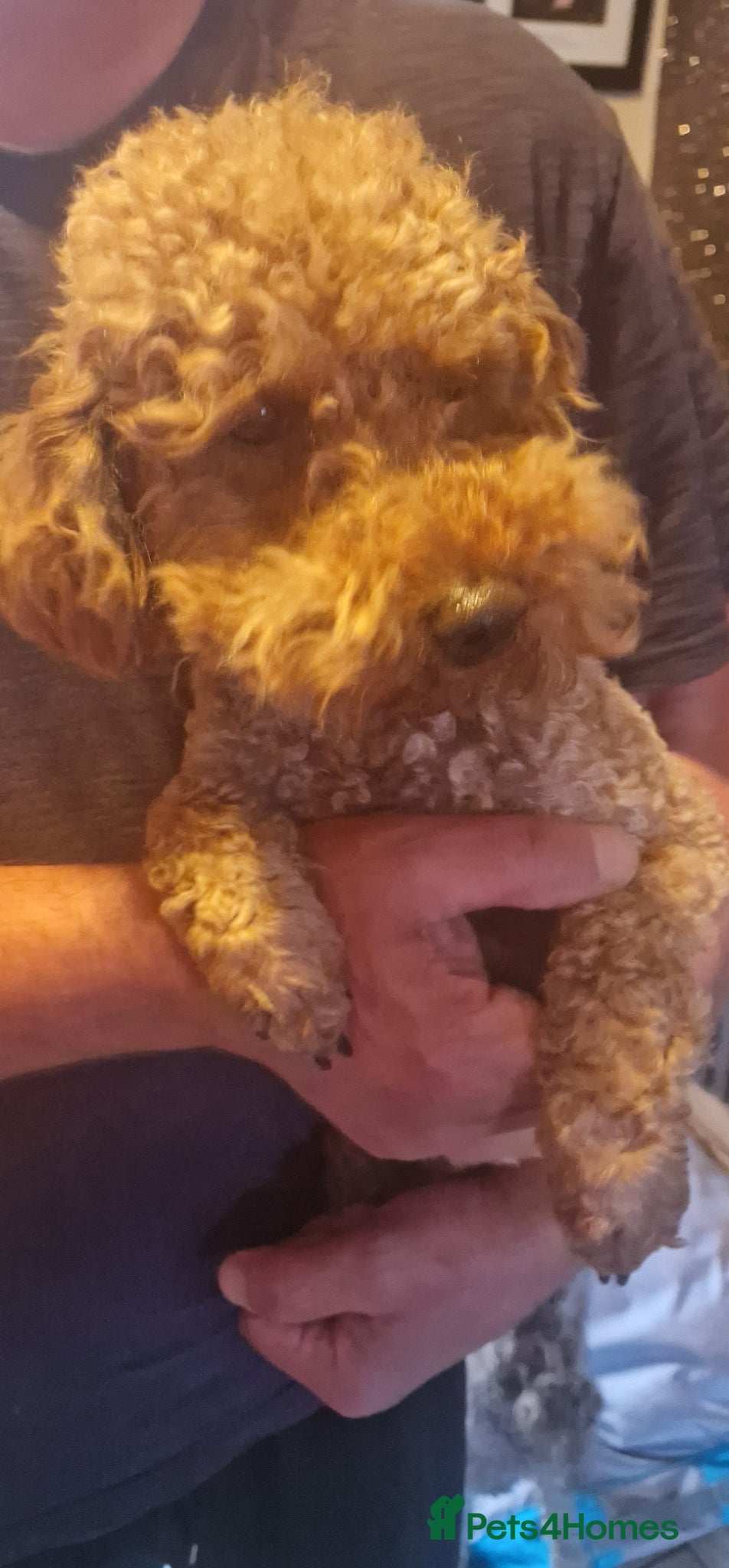 Cockapoo dogs for sale: RED AND SABLE F1 COCKAPOOS FOR SALE - Advert 16