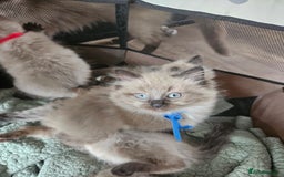 Ragdoll cats for sale: Beautiful Ragdoll Kittens  - Image 9