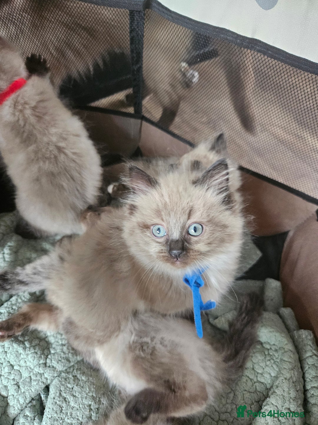 Ragdoll cats for sale: Beautiful Ragdoll Kittens  - Image 9