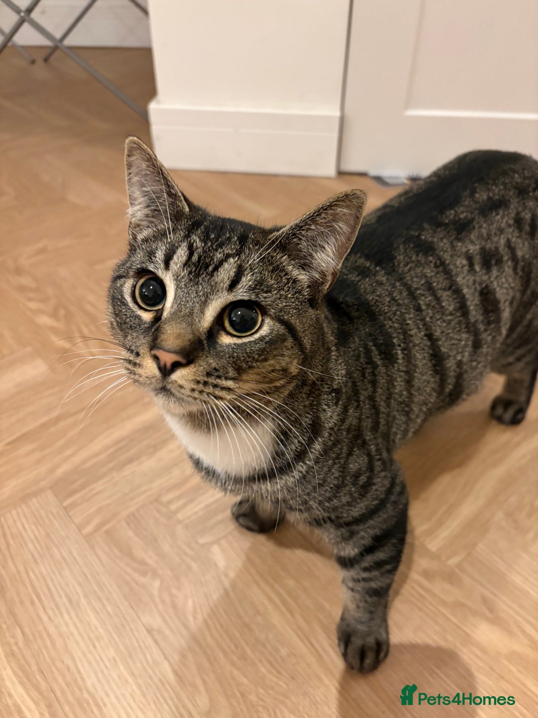 Mixed Breed cats for sale: Young male kitten - Advert 2