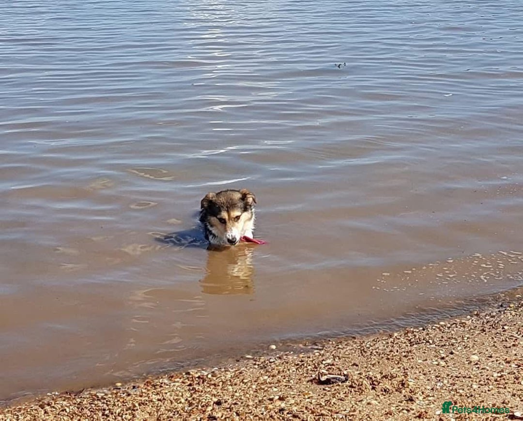Mixed Breed dogs for adoption: Tara - Norwich Norfolk  - Advert 20