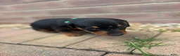 Dachshund dogs for sale: Dachshund  - Advert 5