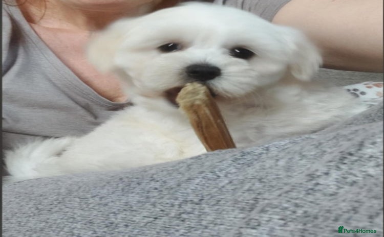 Maltese dogs for sale - Advert 1