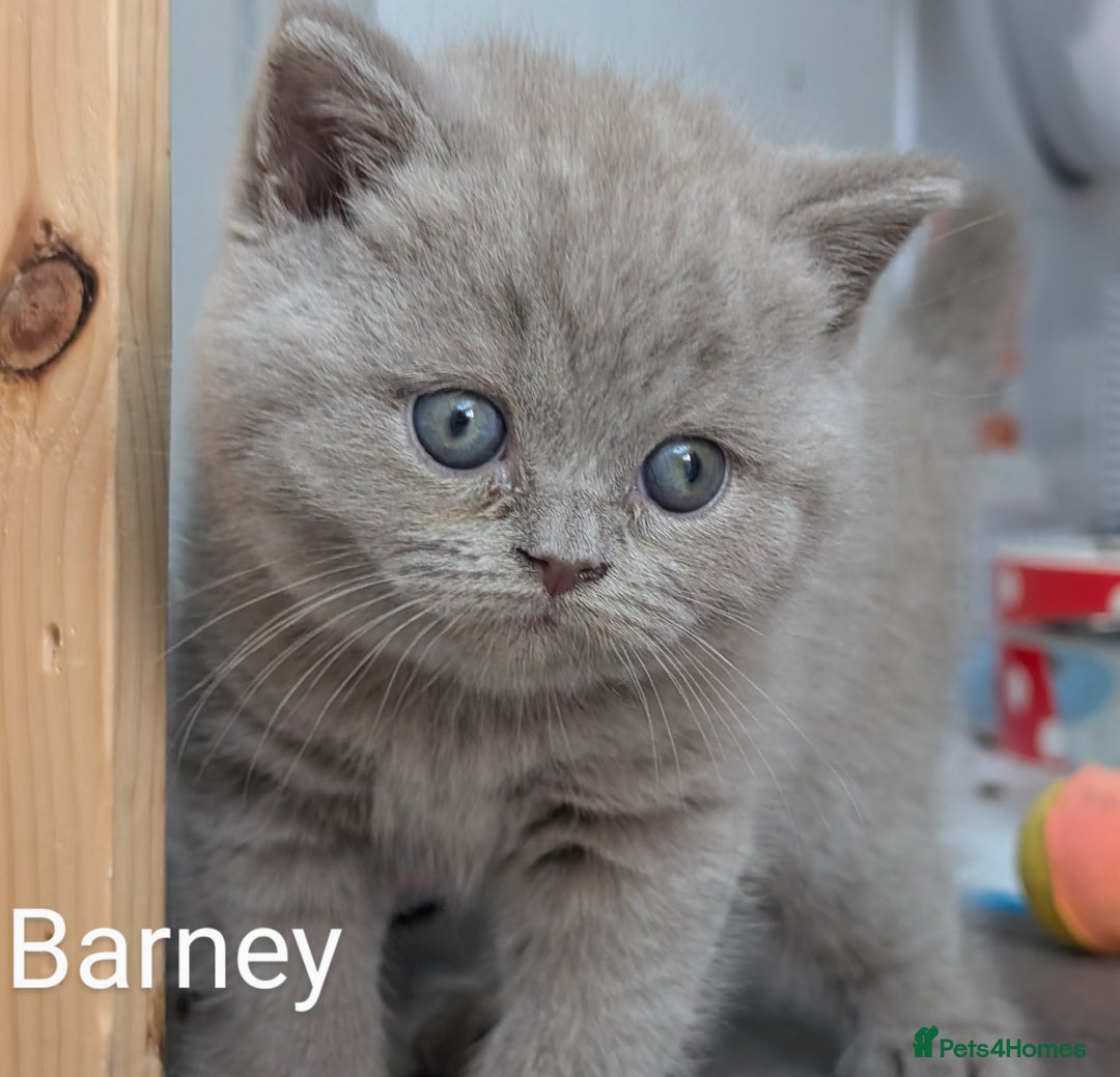 British Shorthair cats for sale: GCCF Registered British Shorthair Kittens for Sale - Image 2