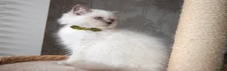 Scottish Fold cats for sale: 👑Beautiful Scottish Straight👑 - Advert 2