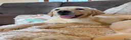 Labrador Retriever dogs for sale: ❤️💫 Superb, chunky, Golden Labrador puppies 💫❤️ in Stourbridge - Advert 28