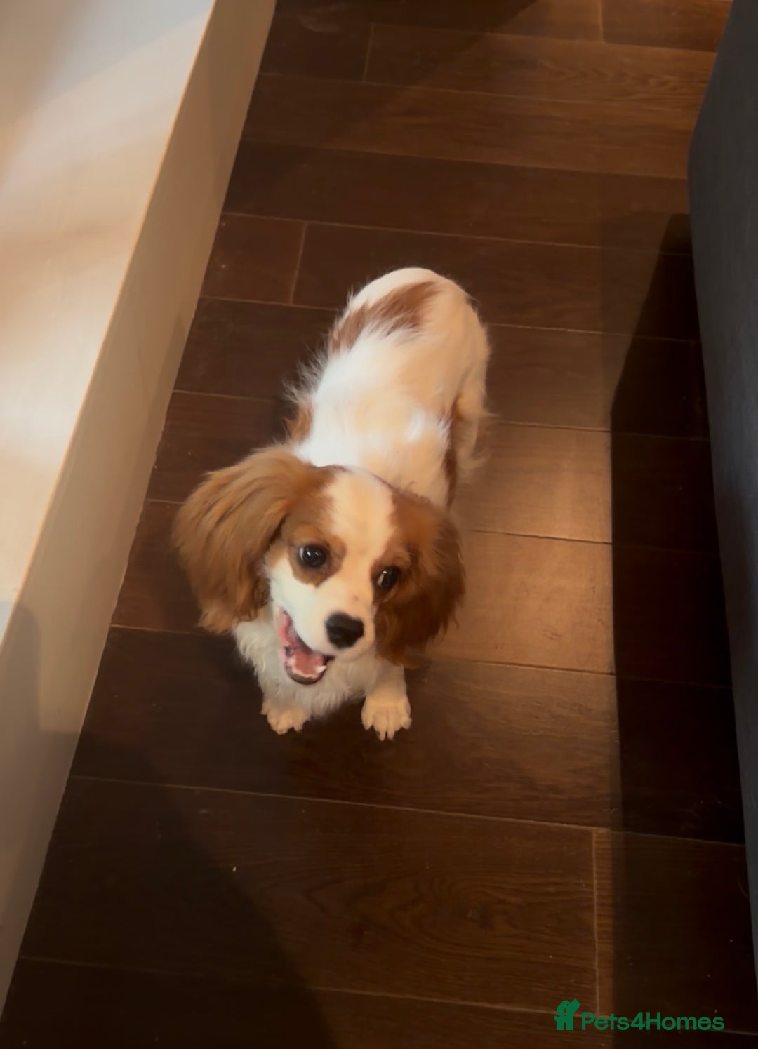 Cavalier King Charles Spaniel dogs for sale: Lovely king charles spaniel looking for a new home - Advert 4