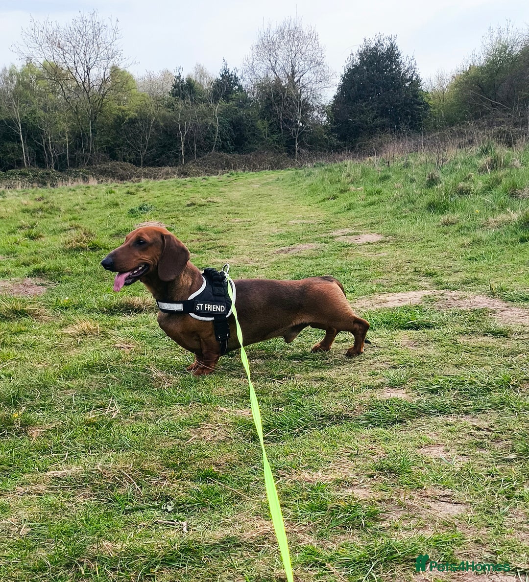 Dachshund dogs for sale: READY NOW-Champions Line Standard Dachshund KC REG in Coventry - Image 27