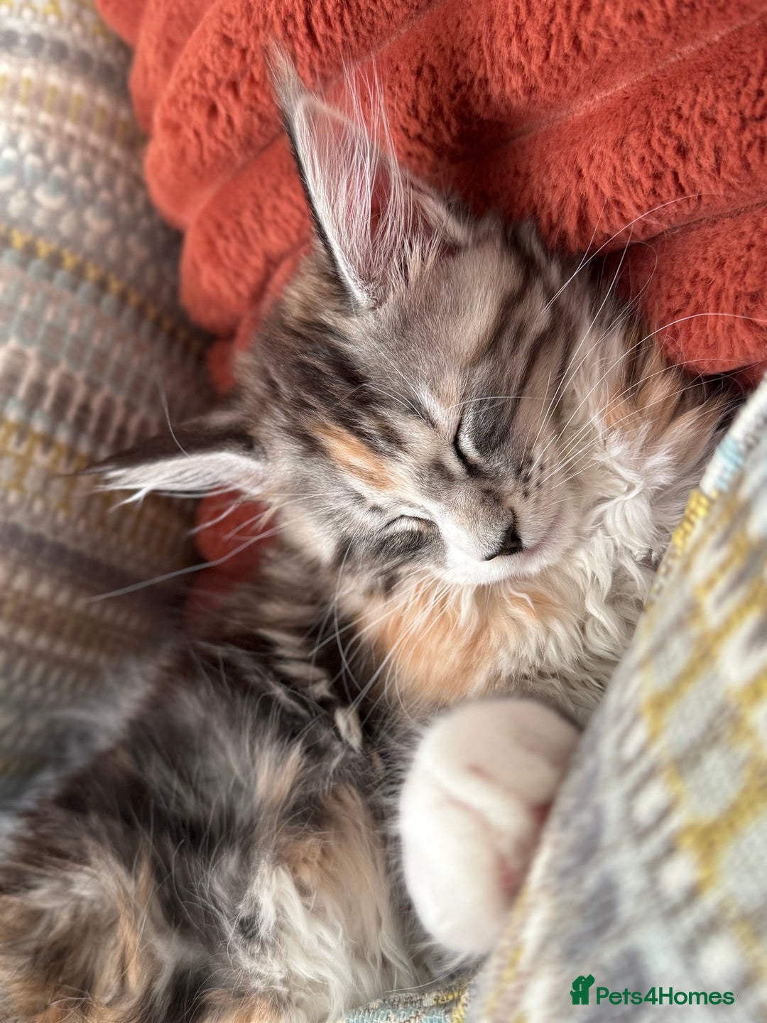 Maine Coon cats for sale: Gorgeous Mainecoon kitten Xl - Advert 9