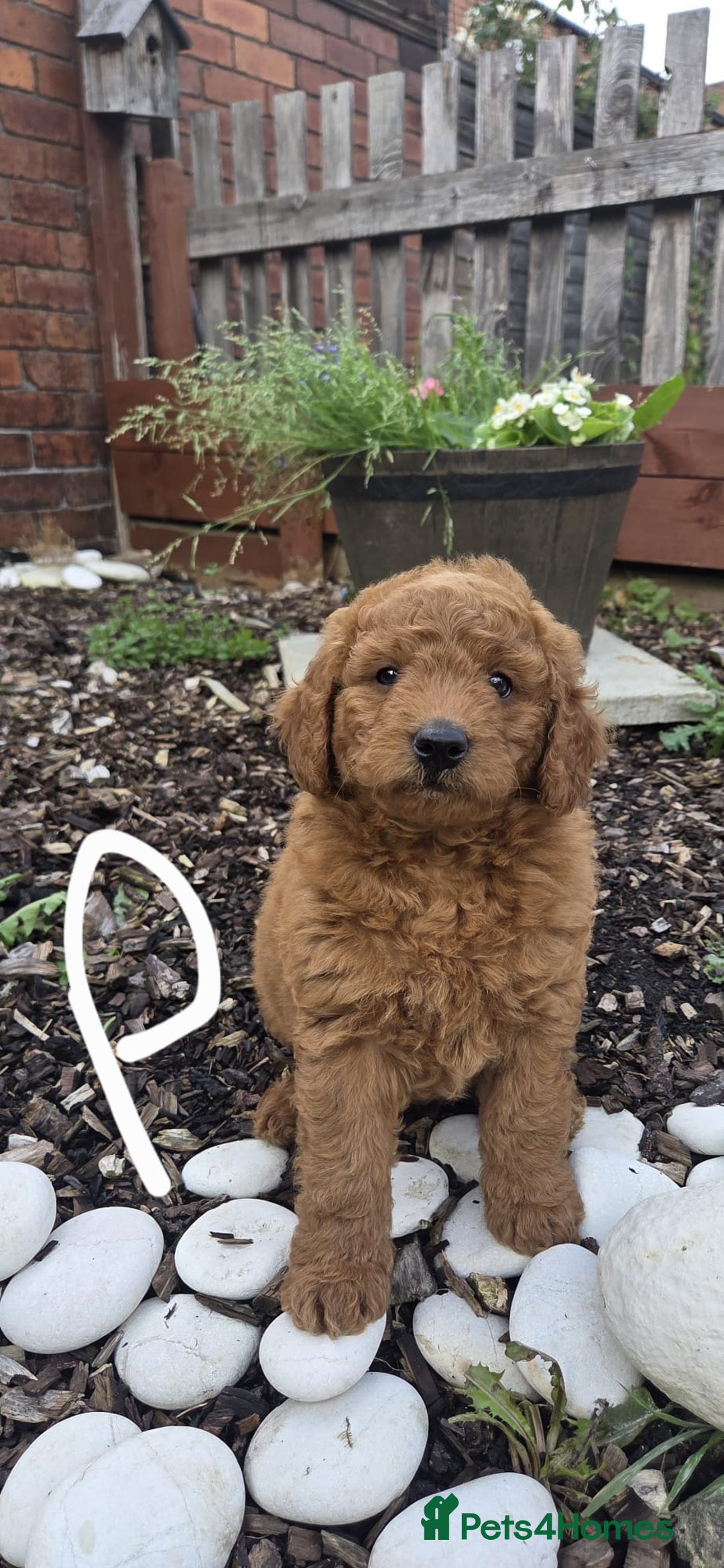 Cockapoo dogs for sale: Cockapoo f1b - Image 5