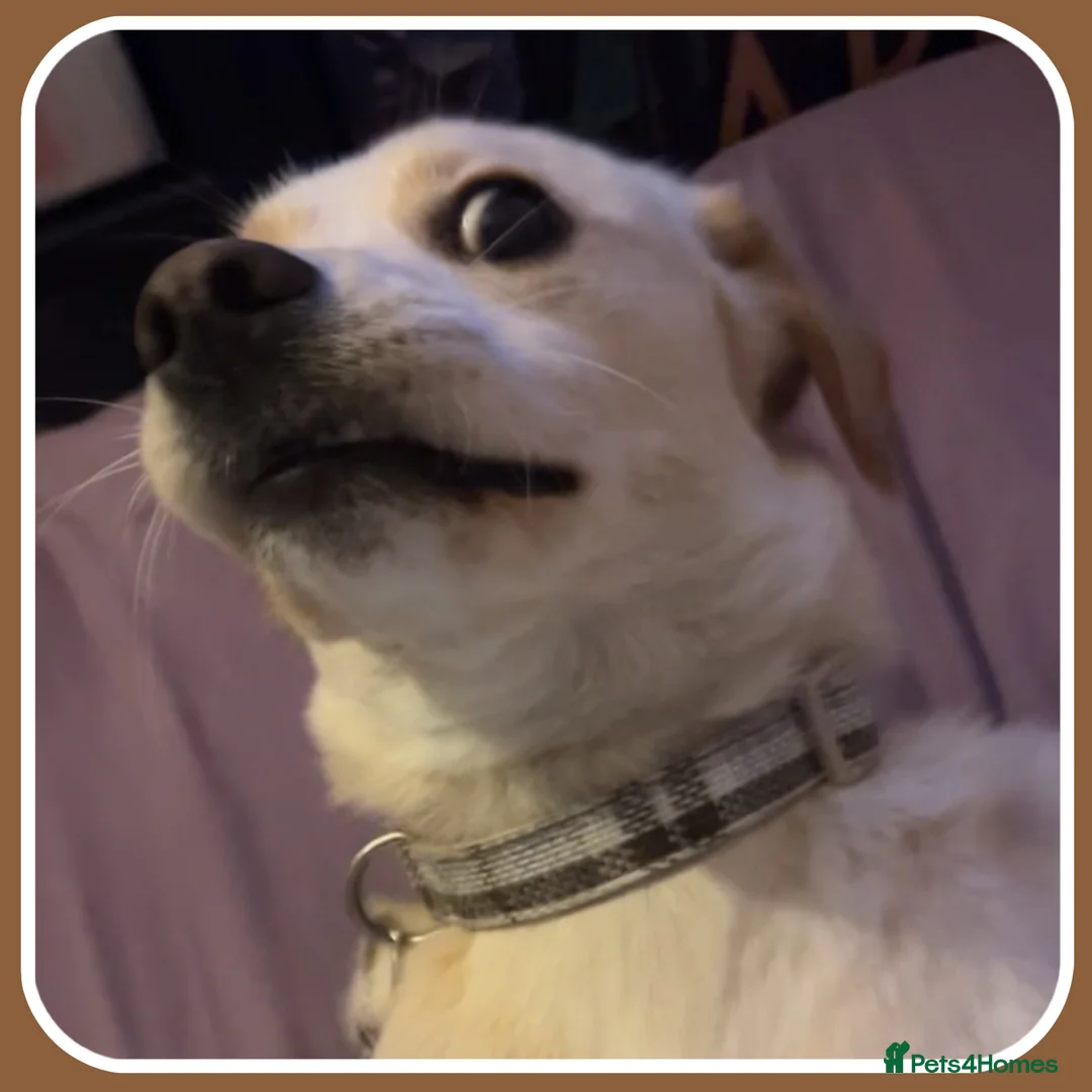 Mixed Breed dogs for sale: Belle the pomeagle - Advert 10