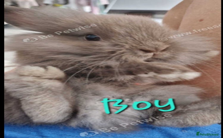Mini Lion Lop rabbits - Advert 3