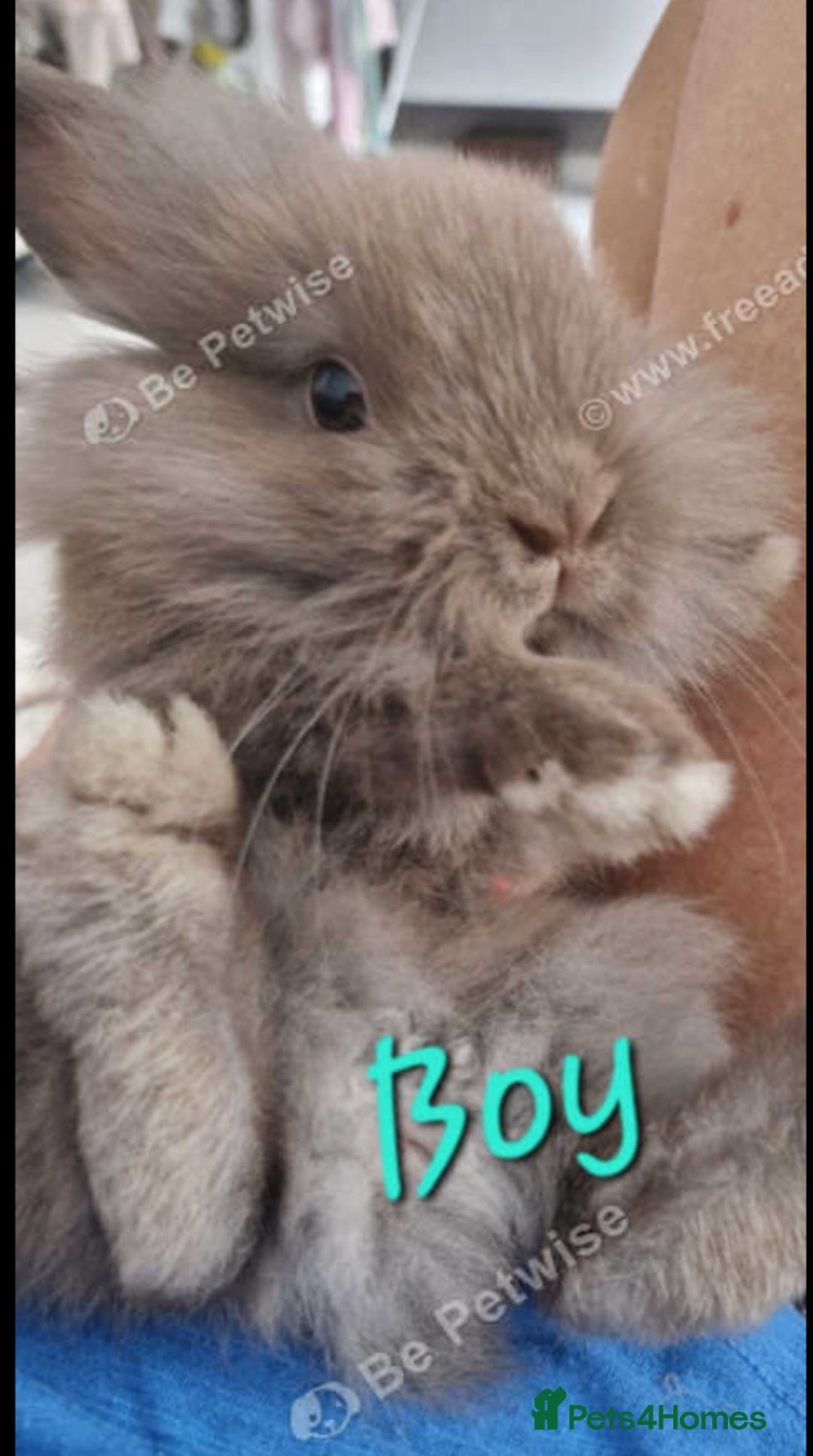 Mini Lion Lop rabbits for sale: Fluffy lion-lop bunnies BOYS READY NOW - Image 1