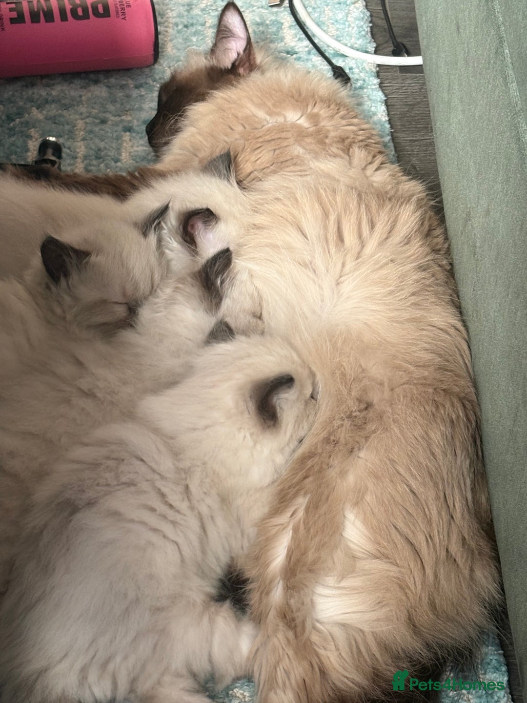 Ragdoll cats for sale: Beautiful Ragdoll Kittens 2 boys 2 girls 😍 - Advert 19