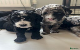 Cockapoo dogs for sale: Cockapoos  - Image 9
