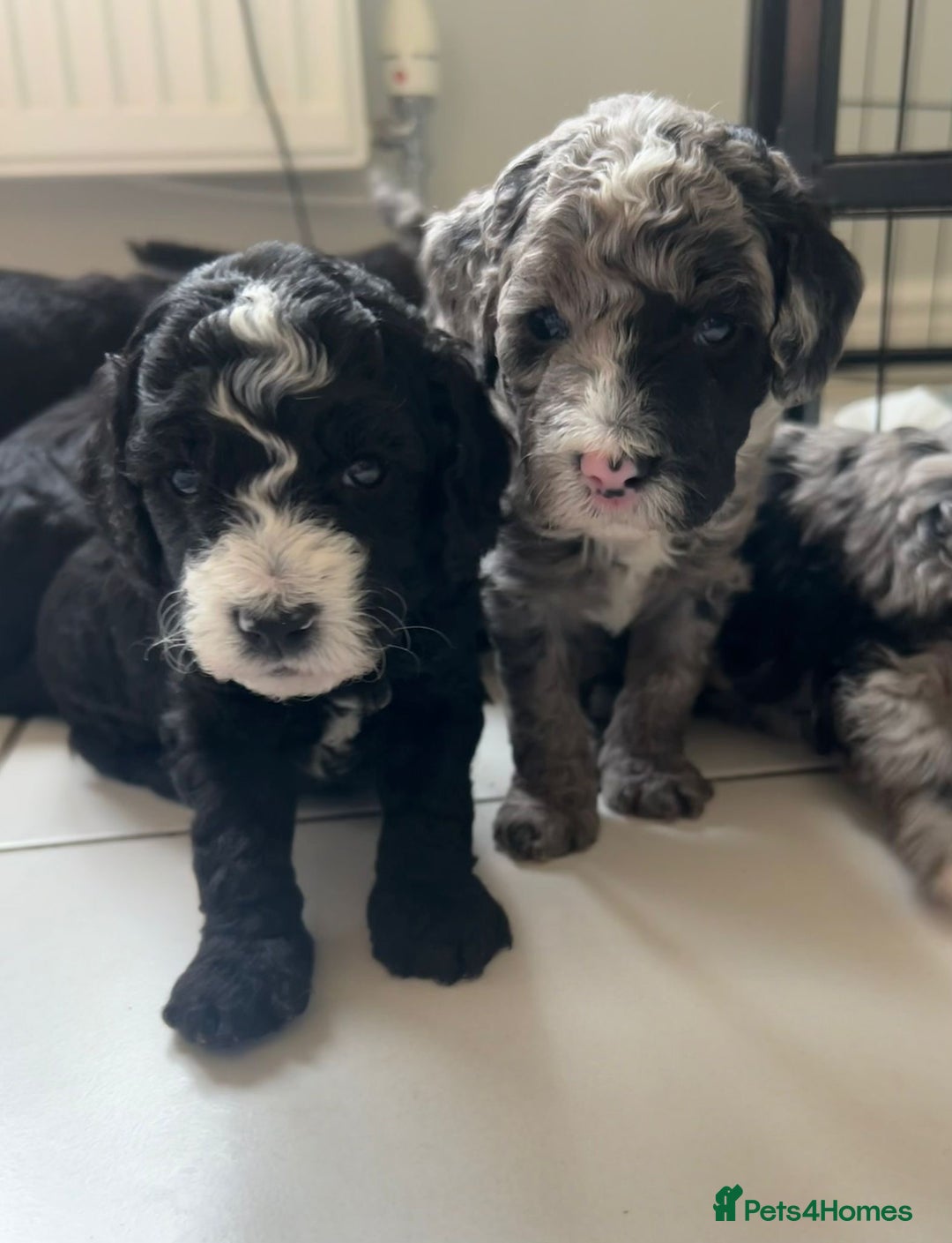 Cockapoo dogs for sale: Cockapoos  - Image 9