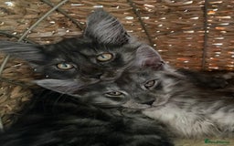Maine Coon cats for sale: Maine Coon kittens for sale  - Image 9