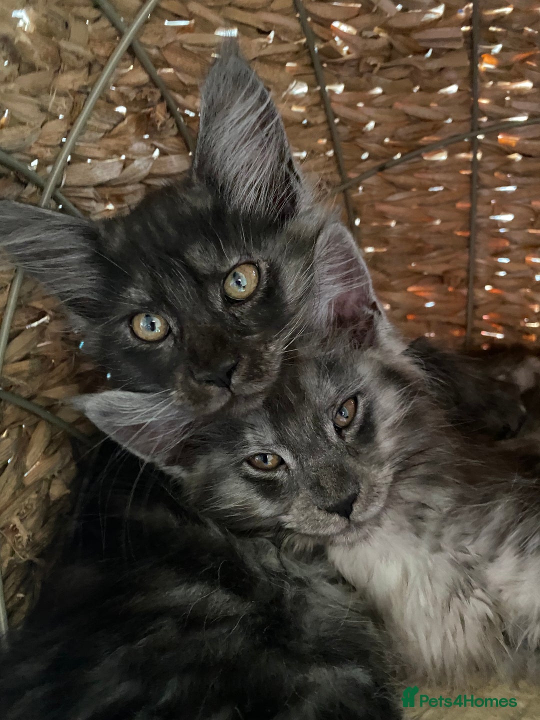 Maine Coon cats for sale: Maine Coon kittens for sale  - Image 9