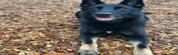 German Shepherd dogs for sale: German Shepard  in Chesterfield - Advert 7