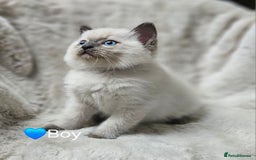 Ragdoll cats for sale: PURE RAGDOLL KITTENS 💜💙💚🤎 - Image 3
