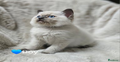 Ragdoll cats - Advert 15
