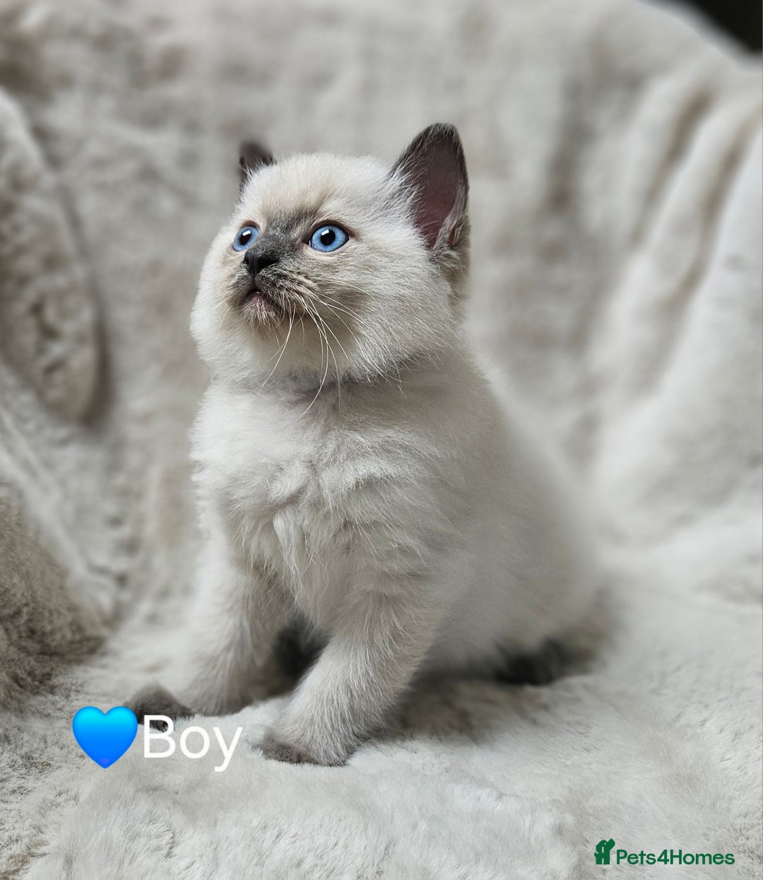 Ragdoll cats for sale: PURE RAGDOLL KITTENS 💜💙💚🤎 - Image 3