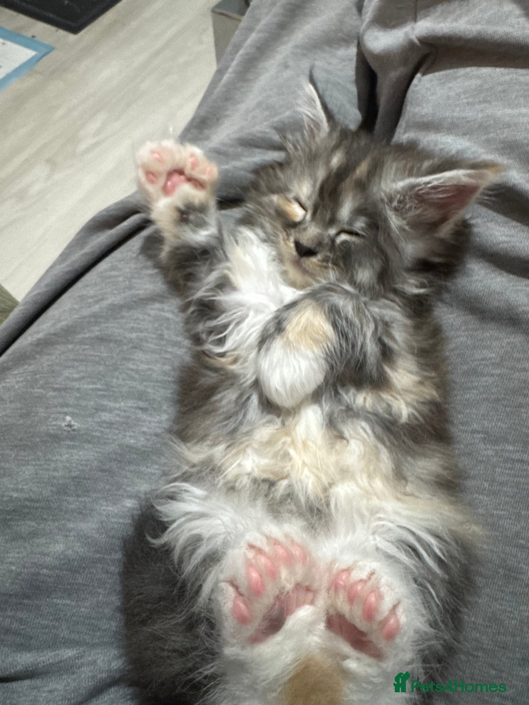 Maine Coon cats for sale: Maine coons babies 🐾 - Image 10