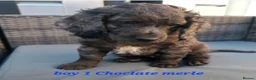 Cockapoo dogs for sale: ALAYKA our lovely Merle cockapoo has given birth. - Advert 11
