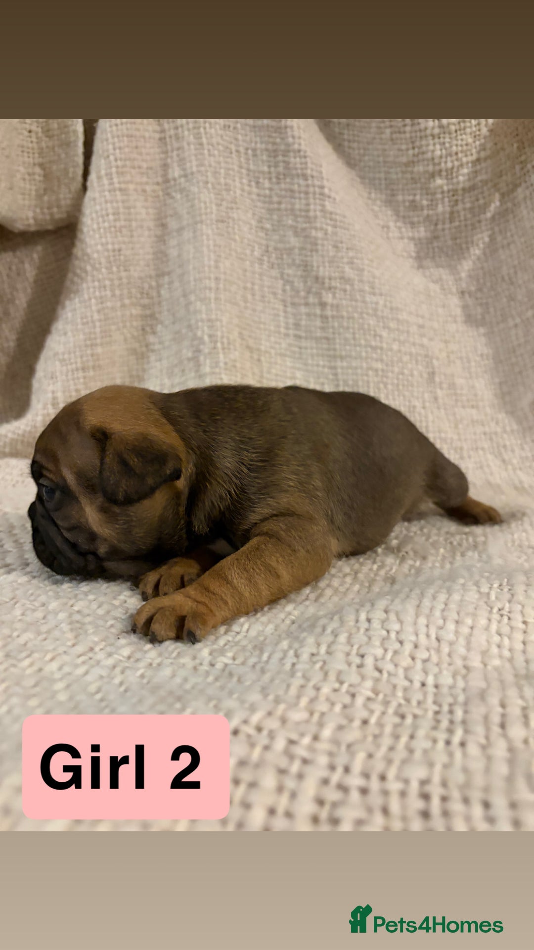 French Bulldog dogs for sale: French bulldog puppies - Advert 7