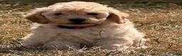 Cockapoo dogs for sale: Stunning F1B Cockapoo puppies  - Advert 7