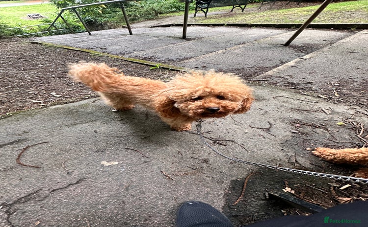 Toy Poodle dogs - Advert 1