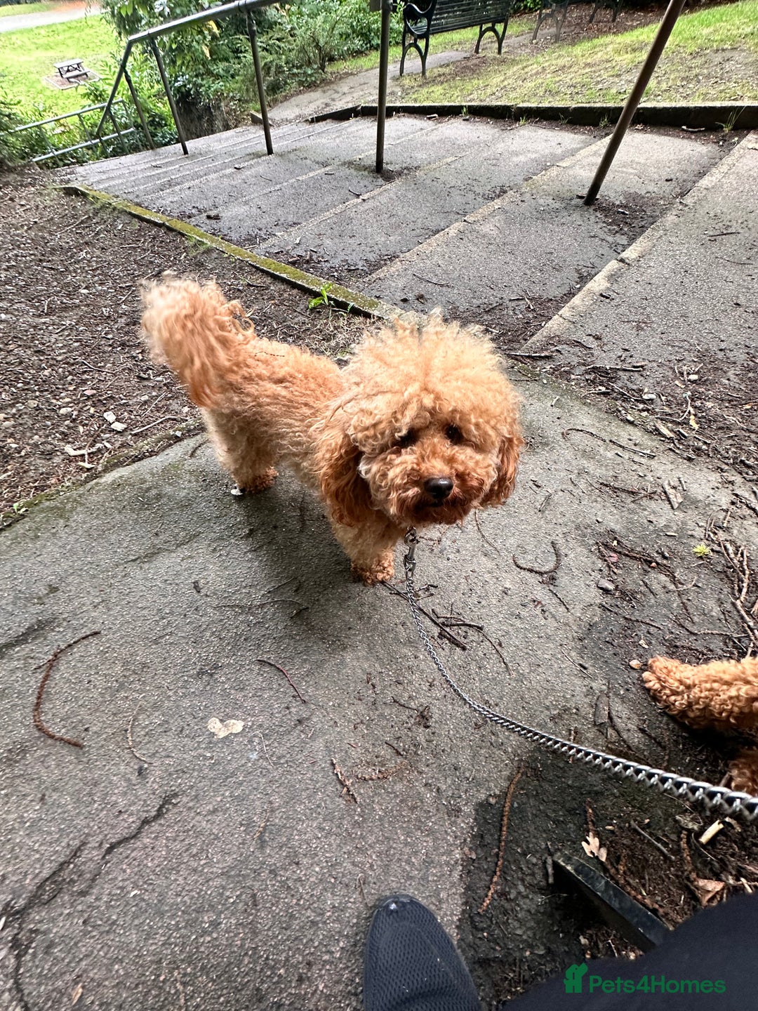 Toy Poodle dogs for stud: Toy poodle / red - Image 1