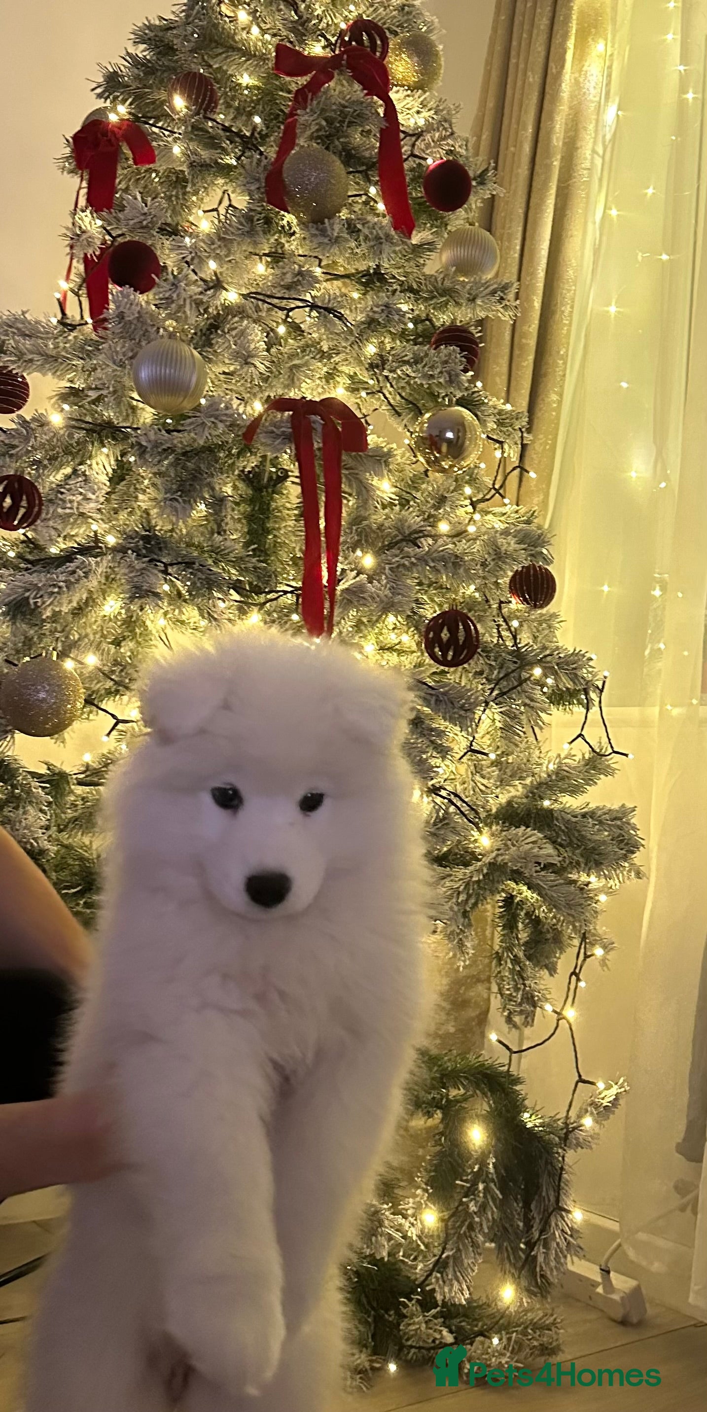 Samoyed dogs Samoyed puppy  - Advert 8
