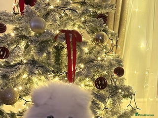 Samoyed dogs Samoyed puppy - Advert 8