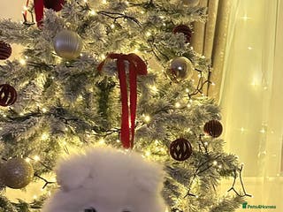 Samoyed dogs Samoyed puppy - Advert 1