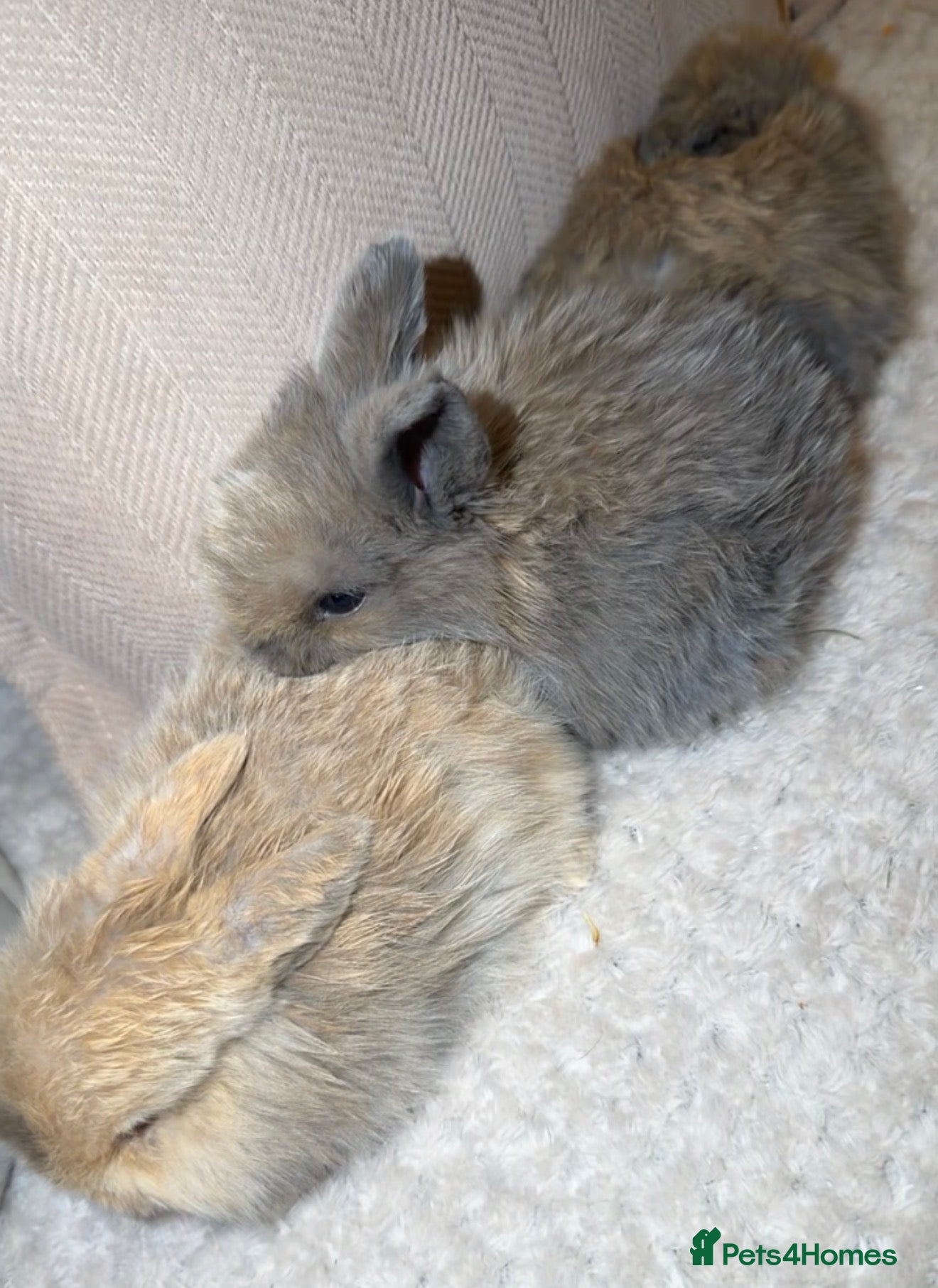 Mini Lop rabbits Beautiful mini lop bunnies in Bangor - Advert 14