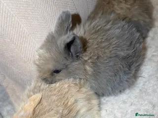 Mini Lop rabbits Beautiful mini lop bunnies in Bangor - Advert 14