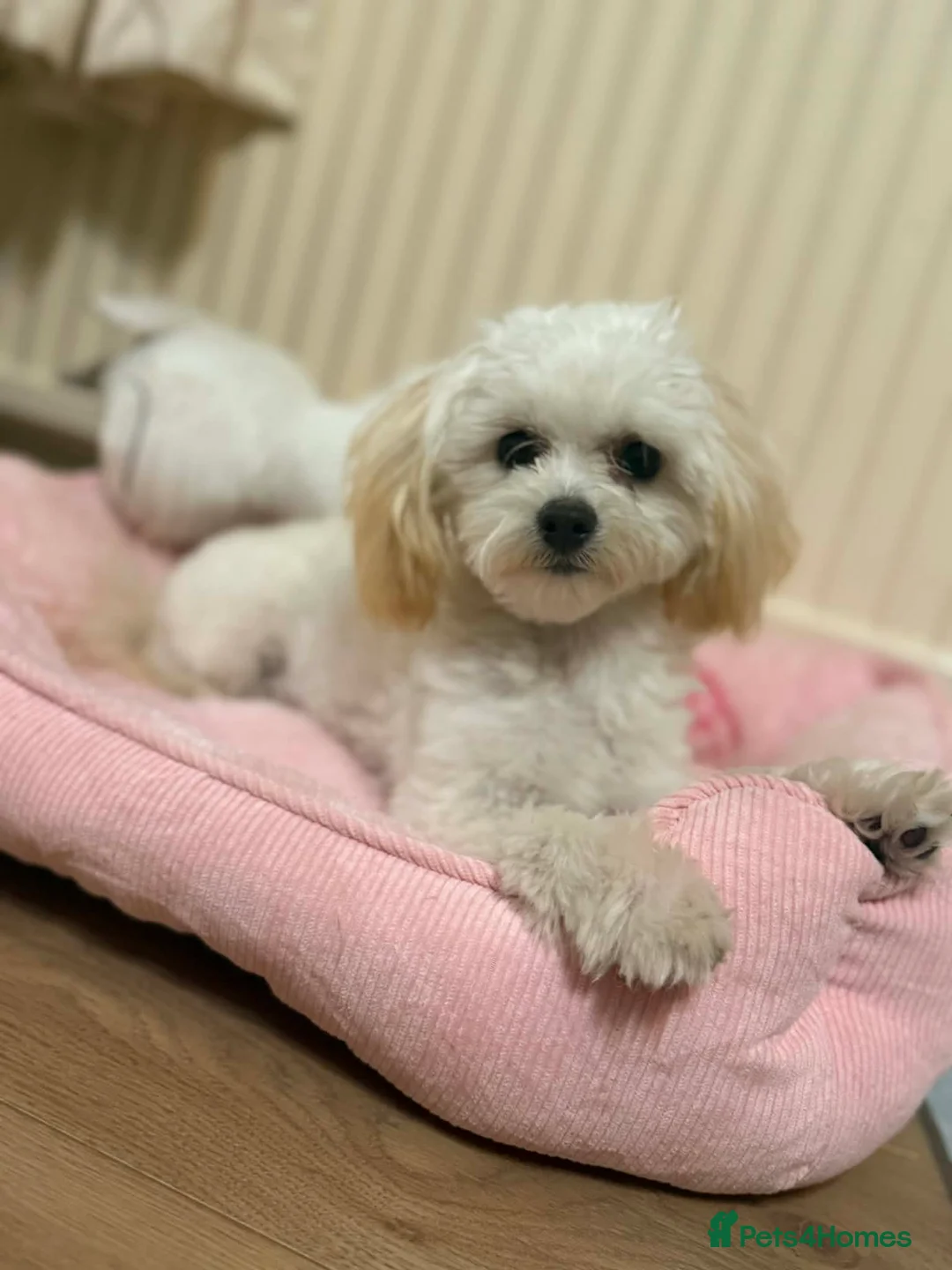Maltipoo dogs for sale: Korean  ** s maltipoo female in Bradford - Advert 8