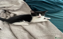 Mixed Breed cats for sale: 3 females - Image 11