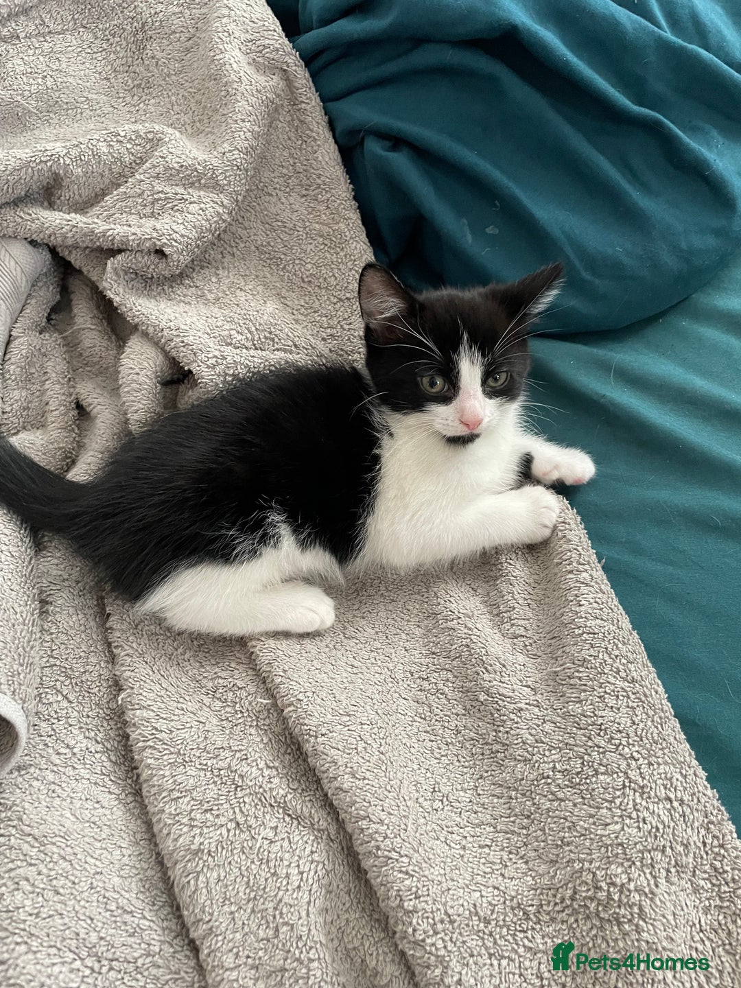 Mixed Breed cats for sale: 3 females - Image 11
