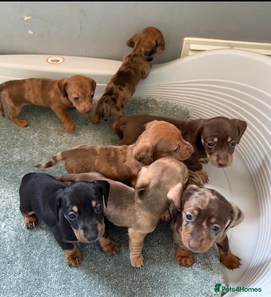 Dachshund dogs for sale: Amazing miniature dashhounds  - Advert 5
