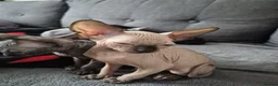Sphynx cats for sale: Canadian sphynx kittens looking for home in Oldbury - Advert 9